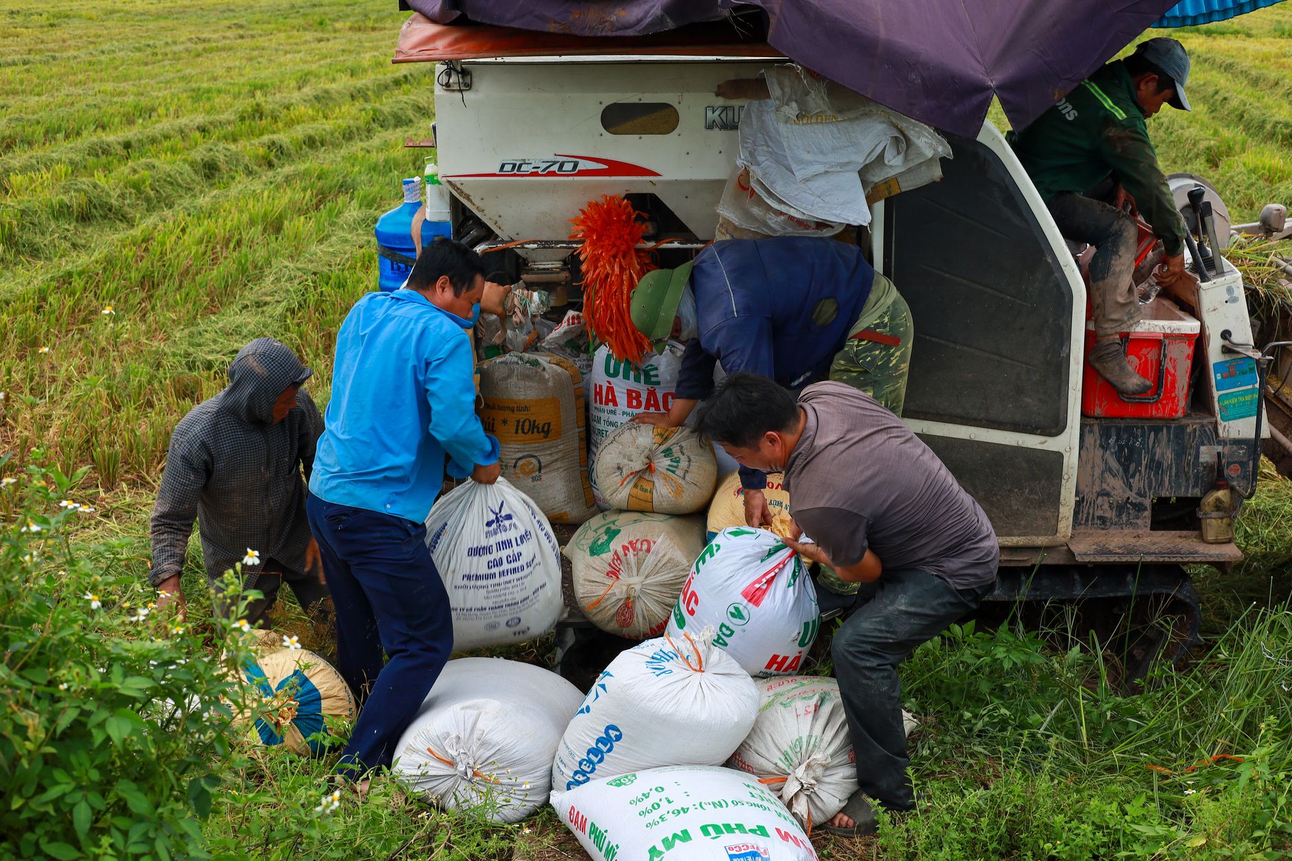 Chute du prix du paddy au Vietnam : les riziculteurs dans le rouge